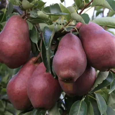 Груша РЕД ВИЛЬЯМС в Борисове