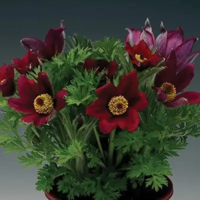 Прострел ПИНВИЛ РЕД ШЕЙДЕС в Борисове