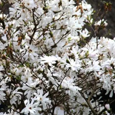 Магнолия СТЕЛЛАТА в Борисове