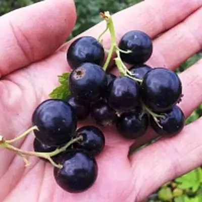 Смородина чёрная ГЕРКУЛЕС в Борисове