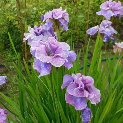 Ирис ХЭВИНГ ФАН сибирский в Борисове