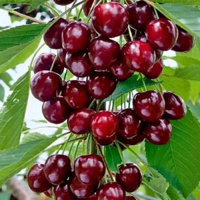Черешня ХЕЛЕНА колоновидная в Борисове
