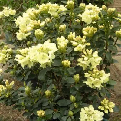 Рододендрон ГОЛДКРОН в Борисове