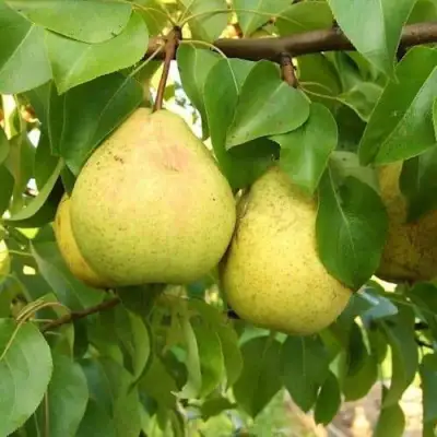 Груша ВЕЛИКАЯ ЛЕТНЯЯ (БОЛЬШАЯ ЛЕТНЯЯ) в Борисове