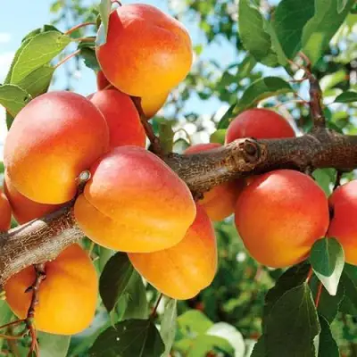Абрикос ТРИУМФ СЕВЕРНЫЙ в Борисове