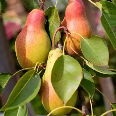 Груша РУССКАЯ КРАСАВИЦА (КРАСАВИЦА ЧЕРНЕНКО) в Борисове