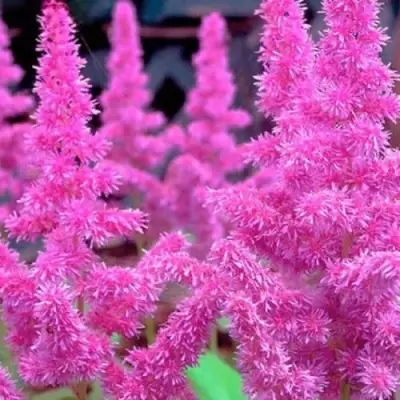 Астильба АМЕТИСТ Арендса в Борисове