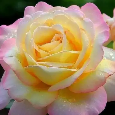 саженцы розы Глория Дей