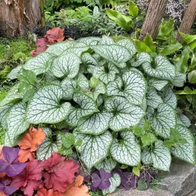 Бруннера ДЖЭК ФРОСТ в Борисове