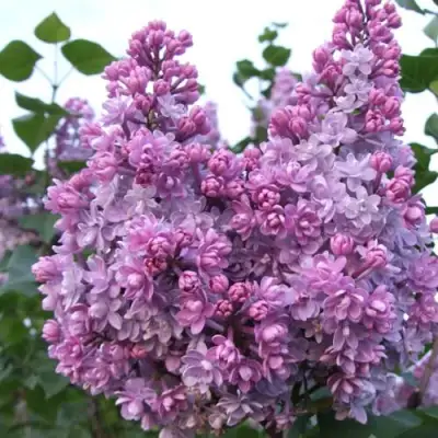 Сирень КОЛХОЗНИЦА в Борисове