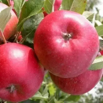 Яблоня ПОСПЕХ в Борисове