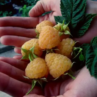 Малина ЗЮГАНА ЗОЛОТАЯ в Борисове