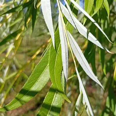 Ива ВИТЕЛЛИНА белая  в Борисове