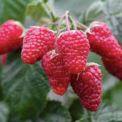 Малина МАРОСЕЙКА в Борисове