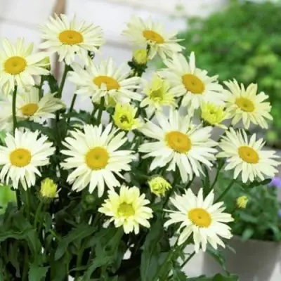 Нивяник БРОДВЕЙ ЛАЙТС великолепный в Борисове