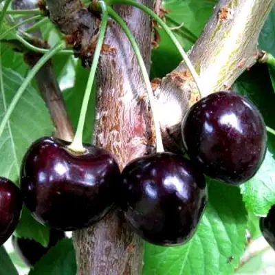 Вишня ШОКОЛАДНИЦА в Борисове