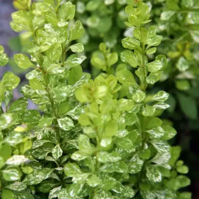 Барбарис ПАУ ВАУ тунберга в Борисове