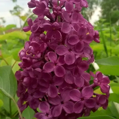 Сирень ИНДИЯ в Борисове