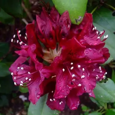 Рододендрон КАЛИ в Борисове