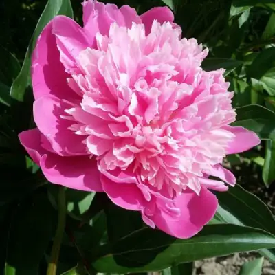 Пион ГОЛУБАЯ ХРИЗАНТЕМА травянистый в Борисове