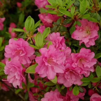 Азалия РОЗИНЕТТА японская в Борисове