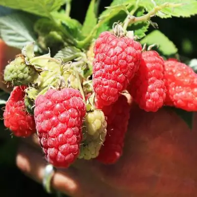 Малина ПАТРИЦИЯ в Борисове