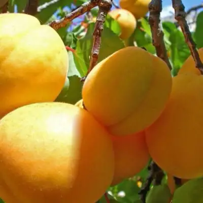 Абрикос ПАМЯТЬ ЛОЙКО в Борисове