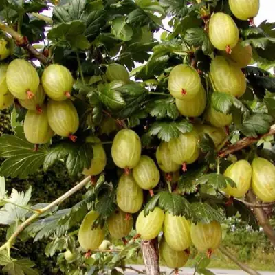 саженцы крыжовника инвикта