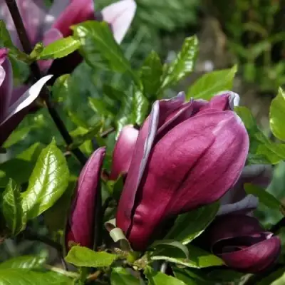 Магнолия НИГРА в Борисове