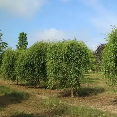 Береза САММЕР КАСКАД черная в Борисове