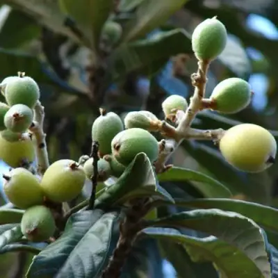 МУШМУЛА  в Борисове