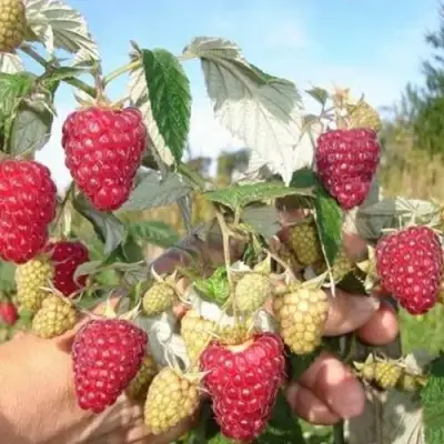 Малина ЖАР-ПТИЦА в Борисове