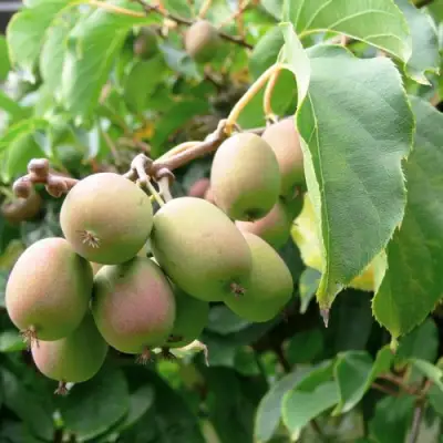 Актинидия ЛЮСИ аргута  в Борисове