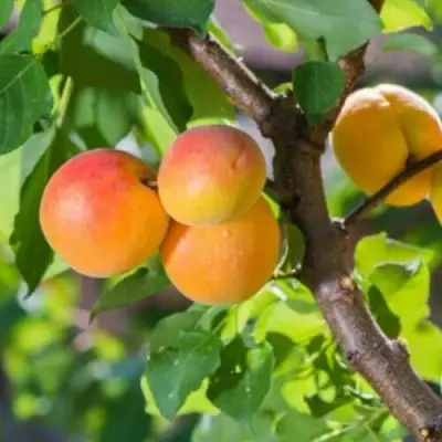 Абрикос РИТАУСМА в Борисове