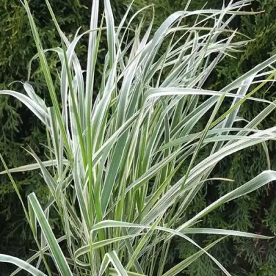 Вейник ОВЕРДАМ остроцветковый в Борисове