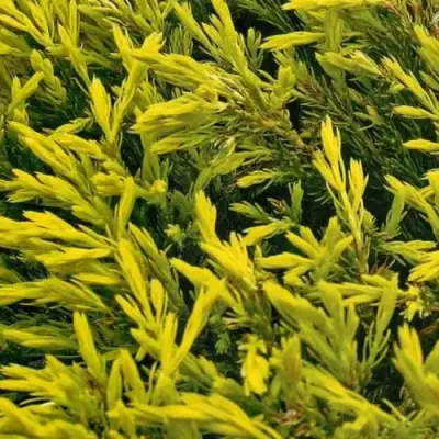 Можжевельник ЛАЙМ ГЛОУ горизонтальный  в Борисове