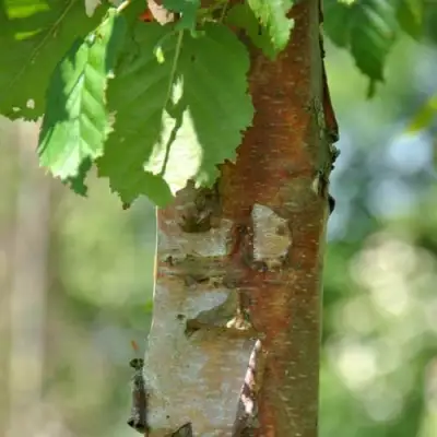 Береза бумажная в Борисове