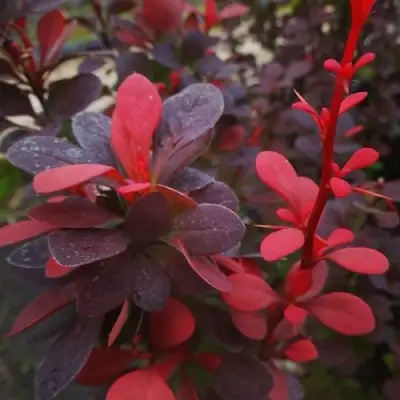 Барбарис РЕД ПИЛЛАР тунберга в Борисове