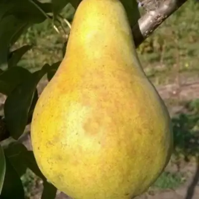 Груша КОНКОРД в Борисове