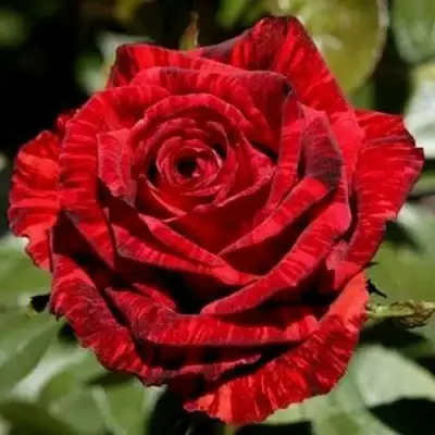 Роза РЕД ИНТУИШН чайно-гибридная в Борисове