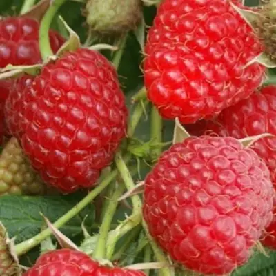 Малина КОЛОКОЛЬЧИК в Борисове