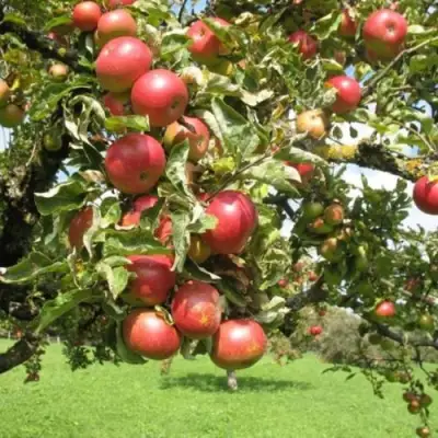Яблоня ОРЛИК в Борисове