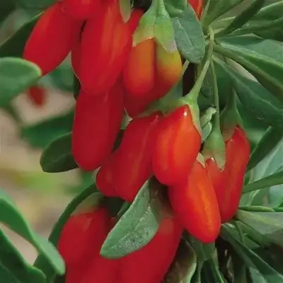 Годжи ВЯЧЕСЛАВ в Борисове