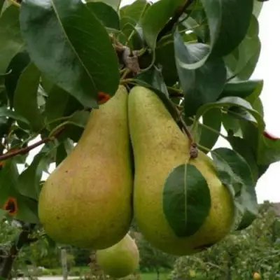 Груша КОНКОРД в Борисове