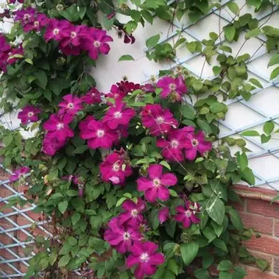 Клематис ЭРНЕСТ МАРКХАМ в Борисове