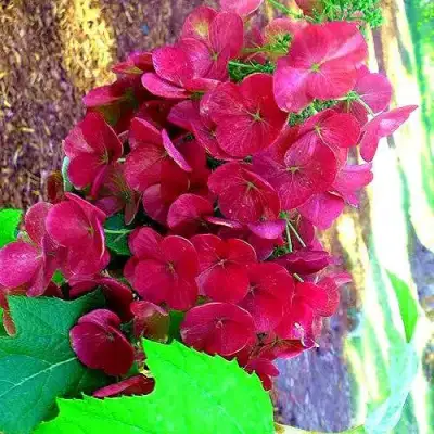 Гортензия АМЕТИСТ дуболистная в Борисове