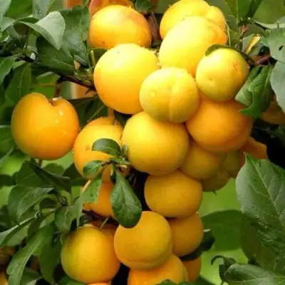 Слива МИРАБЕЛЛА