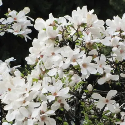 Магнолия КОБУС в Борисове