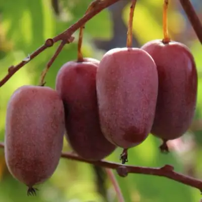 Актинидия ПУРПУРНО САДОВАЯ  аргута в Борисове