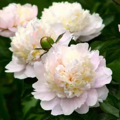 Пион ШИРЛИ ТЕМПЛ травянистый в Борисове